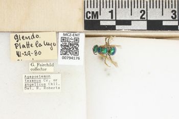 Media type: image;   Entomology 794176 Aspect: Labels